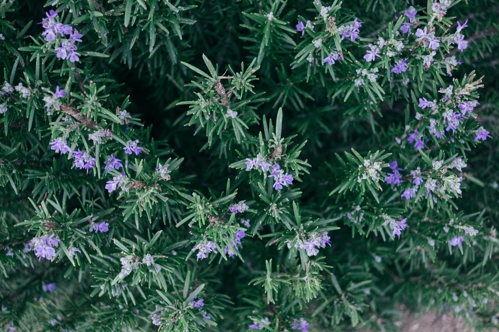 Rosemary × Pepper